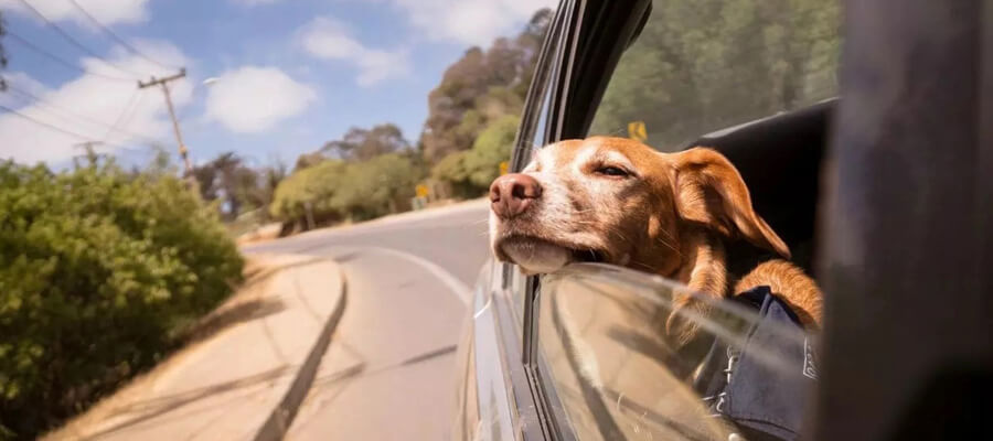 How to Keep Your Dog Safe During Long Car Rides